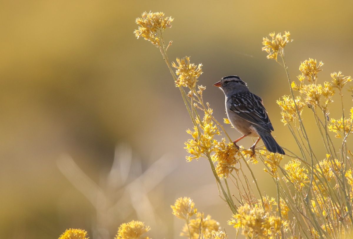 Pollinator Potluck: Neonicotinoids \u2013 The New DDT