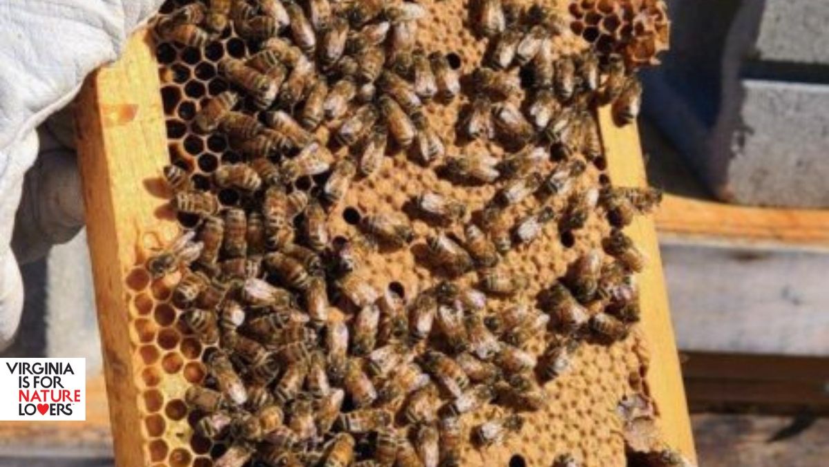 Bee-utiful Experience: The Beekeeper\u2019s Tour