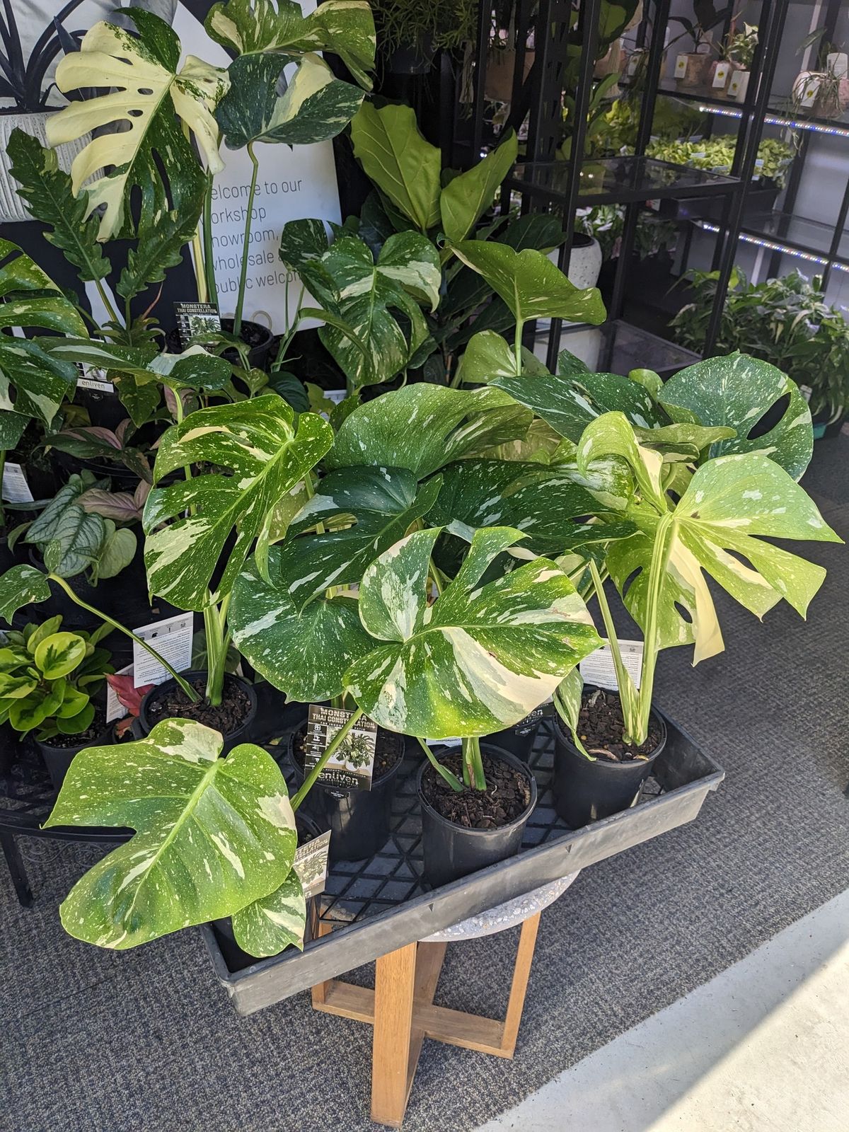 Huge plant drop - the last restock until spring