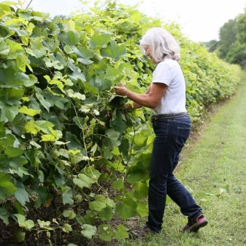 Vineyard Tour and Tasting