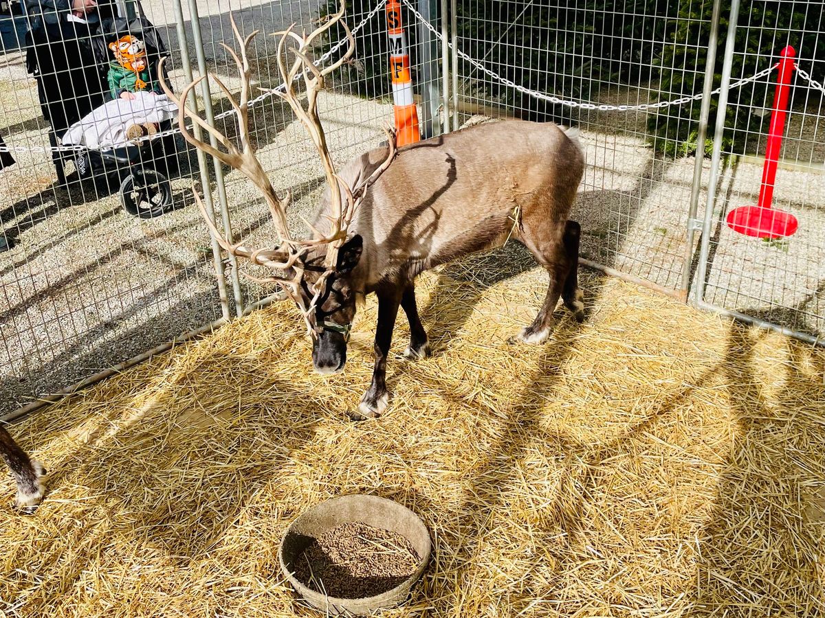 Santa and The Reindeer at Breezewood \ud83c\udf85