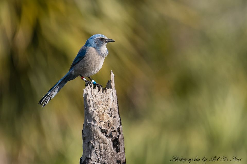 Scrub Jay Hikes