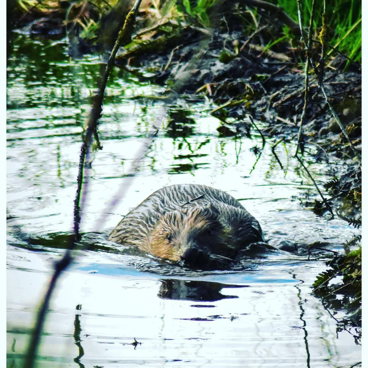 Winter Beaver Safari 