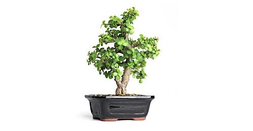 Make a Dwarf Jade Bonsai --Indoor