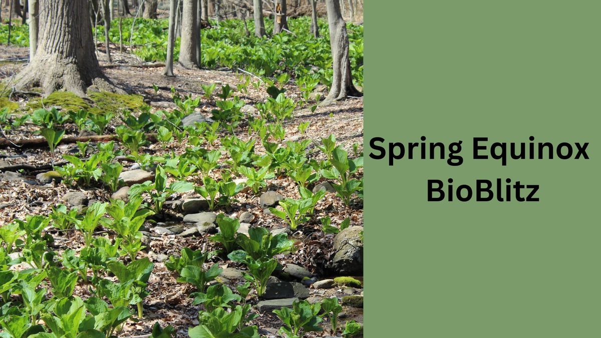 Spring Equinox BioBlitz