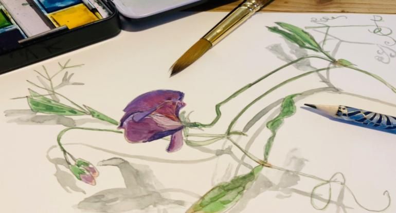 Summer Flowers at Lauriston Castle Botanical Watercolour Workshop - Adult Creative Workshop