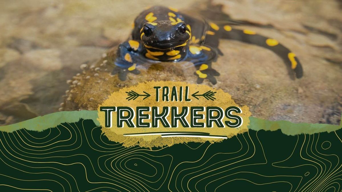 Trail Trekkers: Salamanders