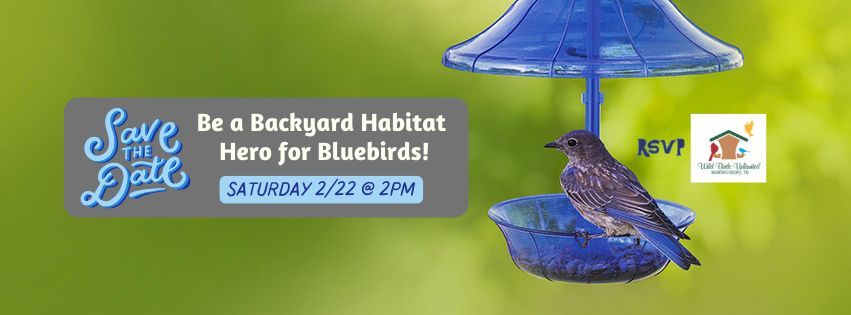 \ud83d\udc99 Be A Backyard Habitat Hero for Bluebirds! \ud83d\udc99