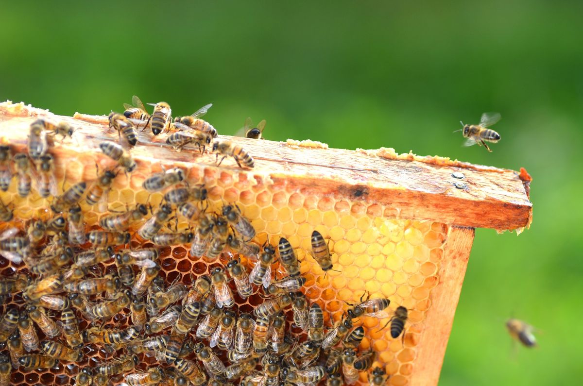 Beginner Beekeeping Class