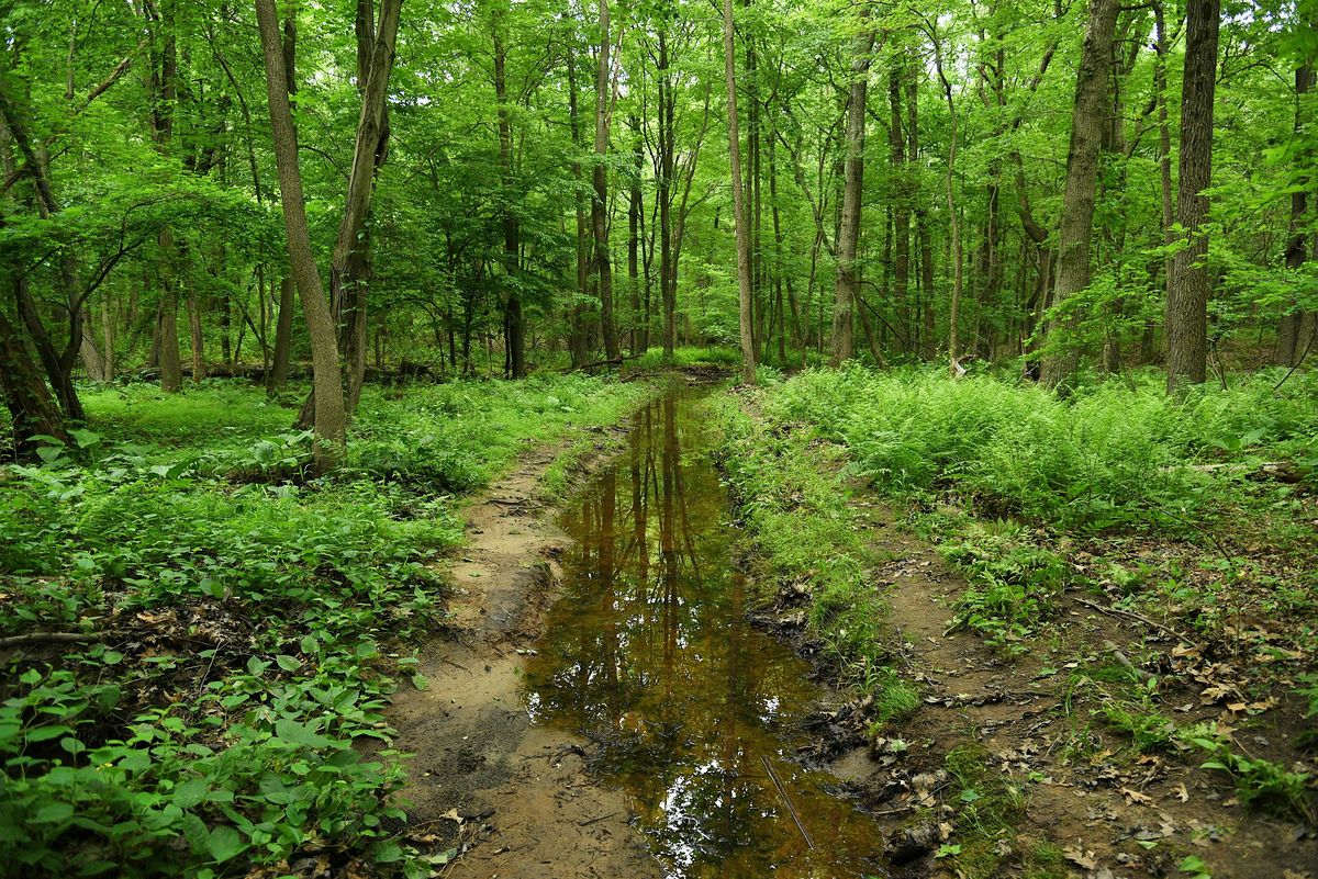 Sandy Brook Walking Tour