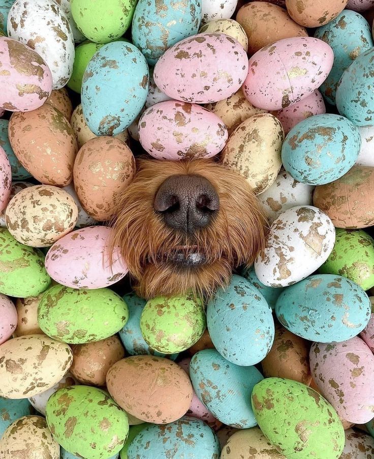 Canine Easter Egg Hunt