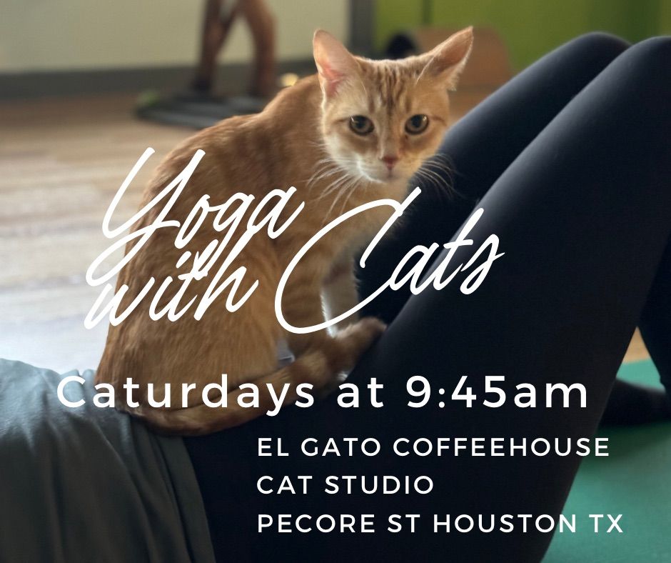 Yoga with Cats