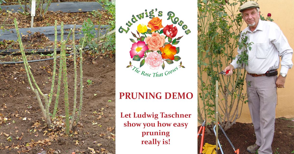 Rose Winter pruning demo EGOLI