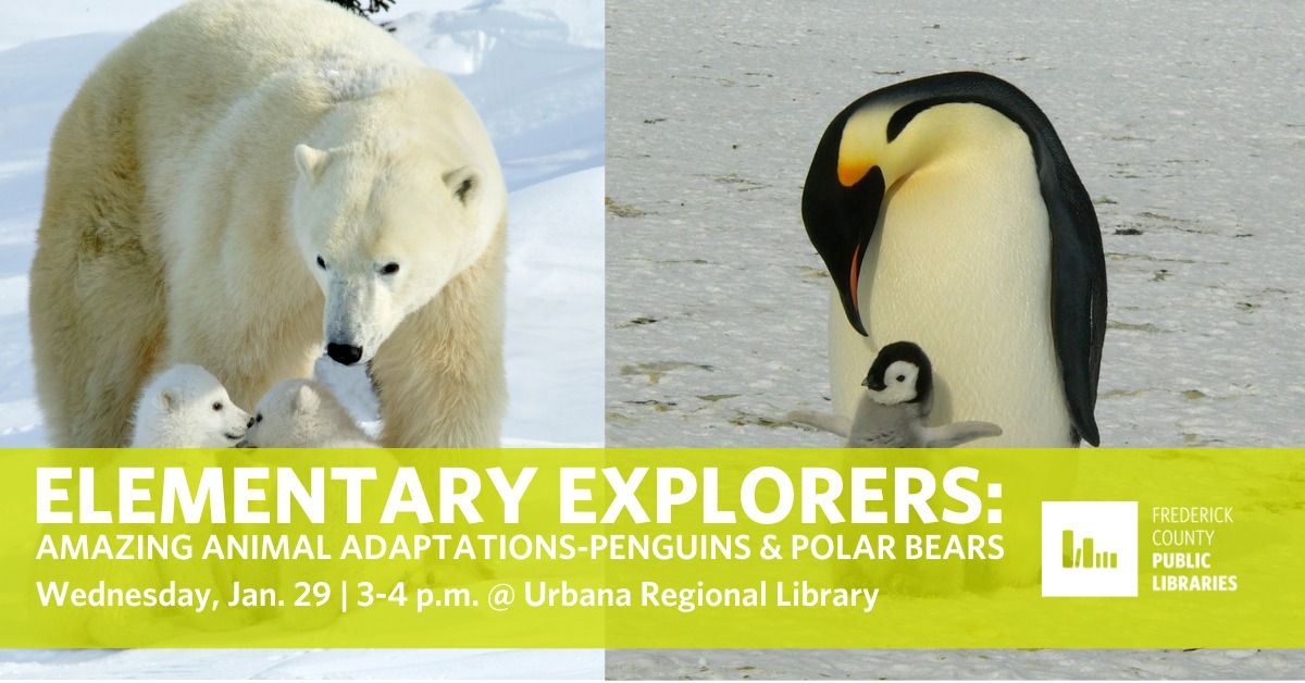 Amazing Animal Adaptations: Penguins & Polar Bears