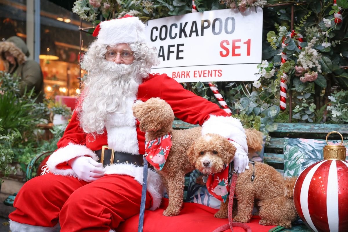 CAVAPOO CAFE CHRISTMAS - LONDON