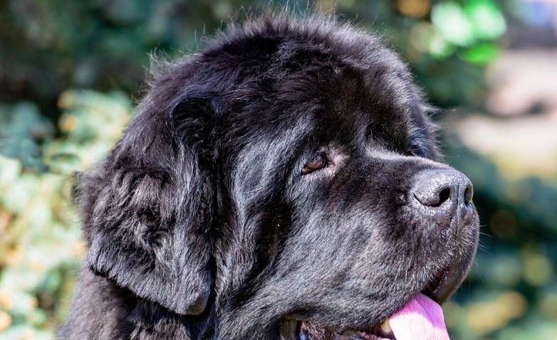 Newfoundland Dogs (Newfies) Pulling Trees at Country Side Trees