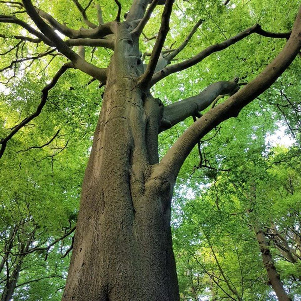 Guided Walk: The Veteran Trees of Childwall #1