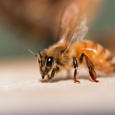 USU Thriving Hives Beekeeping Education