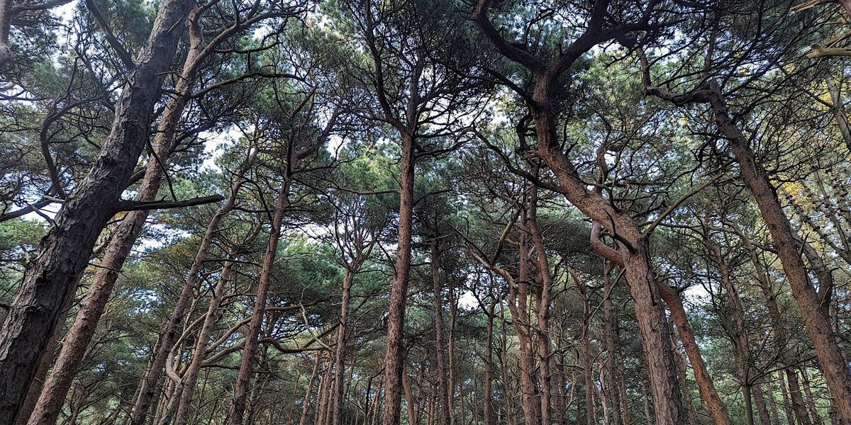 Forest Bathing at Formby