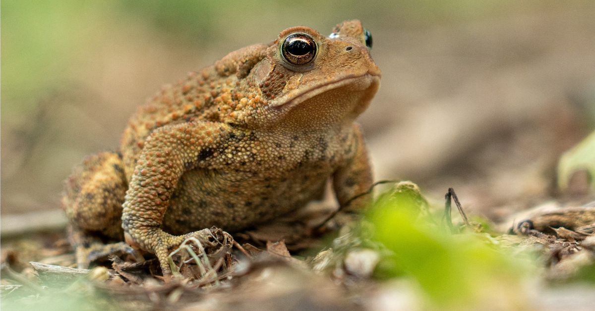 Herpetology Series: Hopping with Frogs & Toads