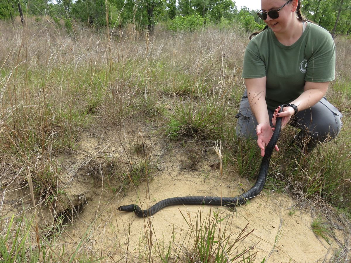 Meet the Emperor of the Forest, the Eastern Indigo Snake by Dr. James Bogan