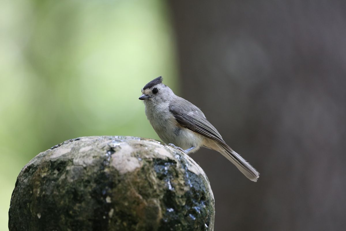 The Great Backyard Bird Count