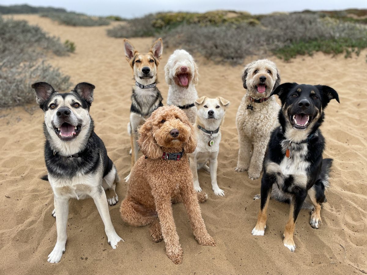 Fetch's 'Wellness (Beach) Walkies'-Mundesley Mutts