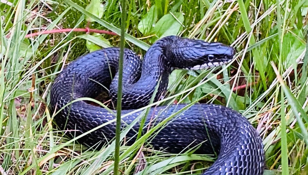 Virginia Snake Identification Overview - presented by Bill Crisp from K2C Wildlife Encounters!