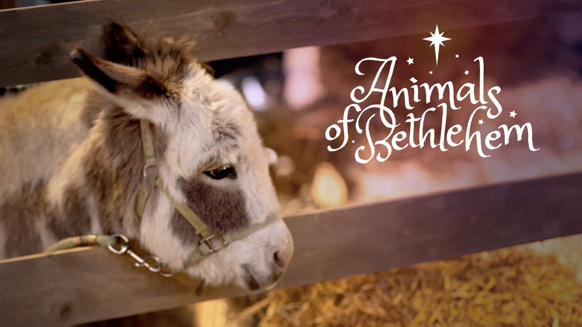 Animals of Bethlehem