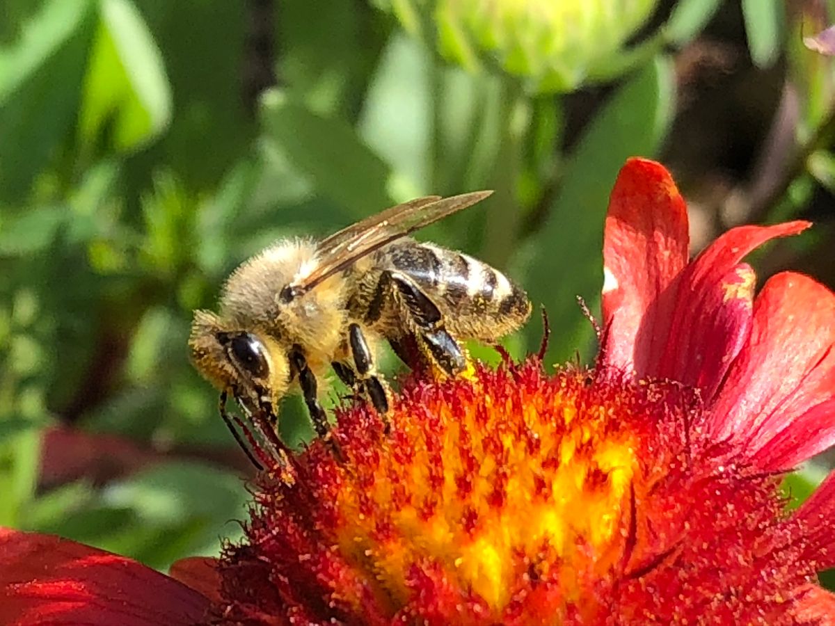 Thatcham Festival Bee Talk 