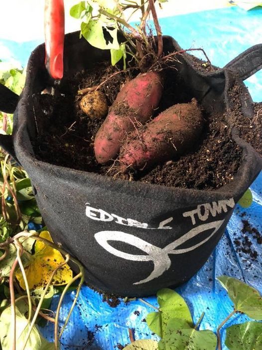 エディブルプランターさつまいも栽培 楽膳倶楽部 Pin楽膳倶楽部 Kawaguchi 13 June 21 エディブルプランターさつまいも栽培 楽膳倶楽部 Pin楽膳倶楽部 Kawaguchi 13 June 21