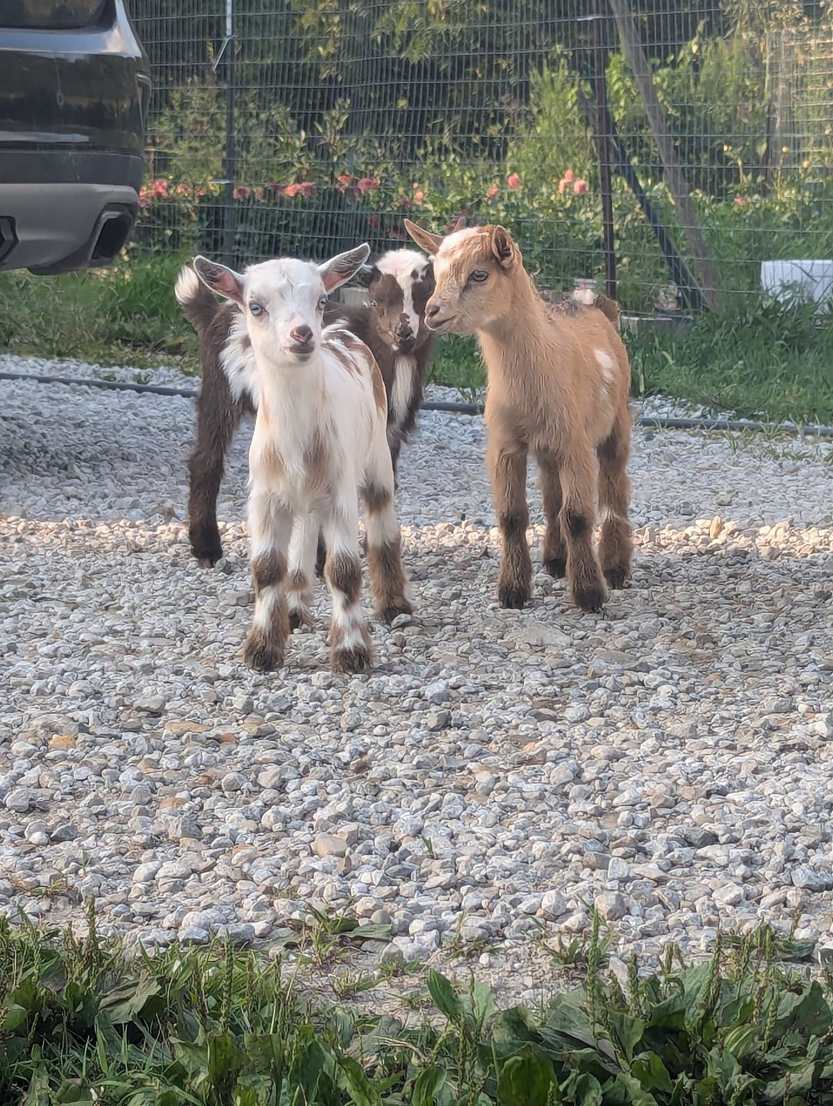 Goat Yoga 