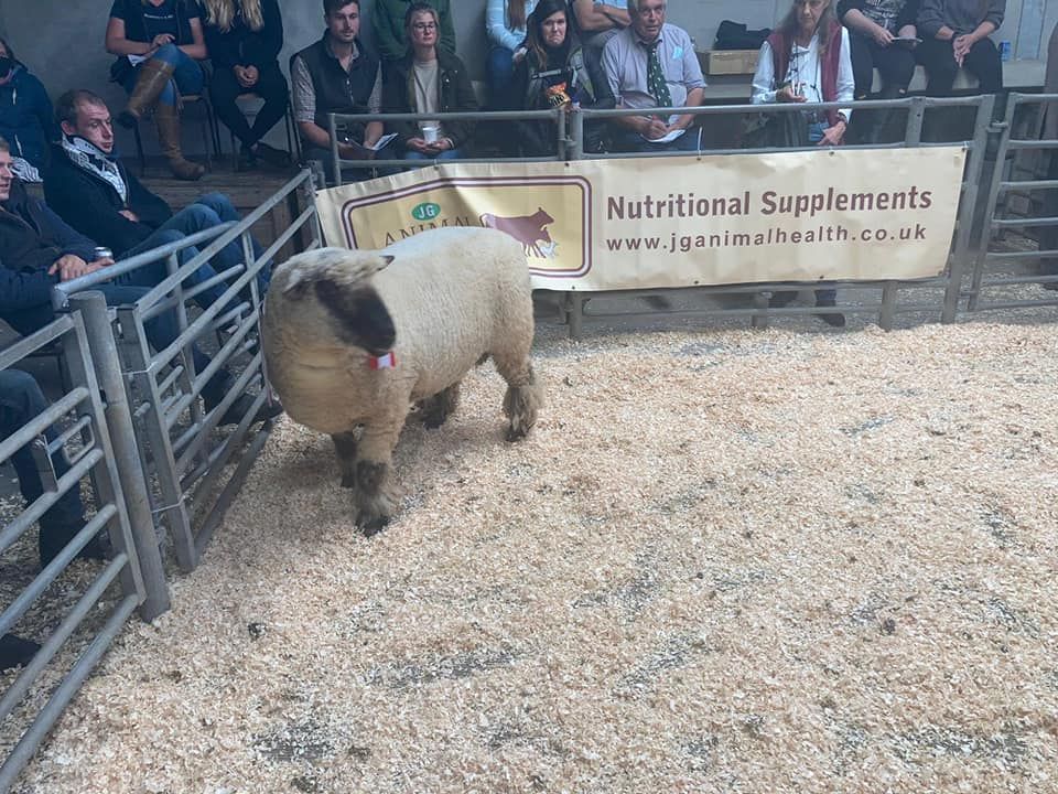 Oxford Down Sheep at Worcester Sale