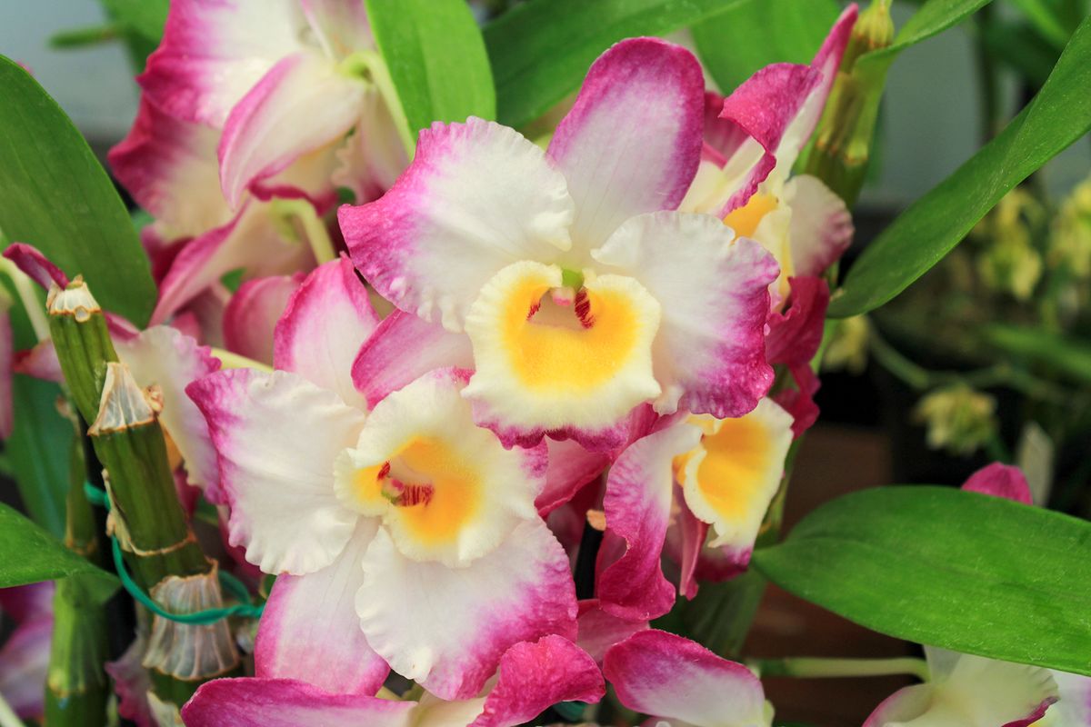 Spring 2025 Orchid Show & Sale