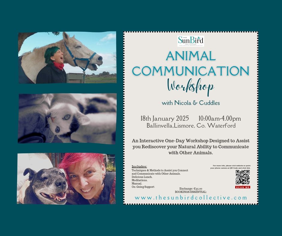 Co. Waterford One Day Animal Communication Workshop