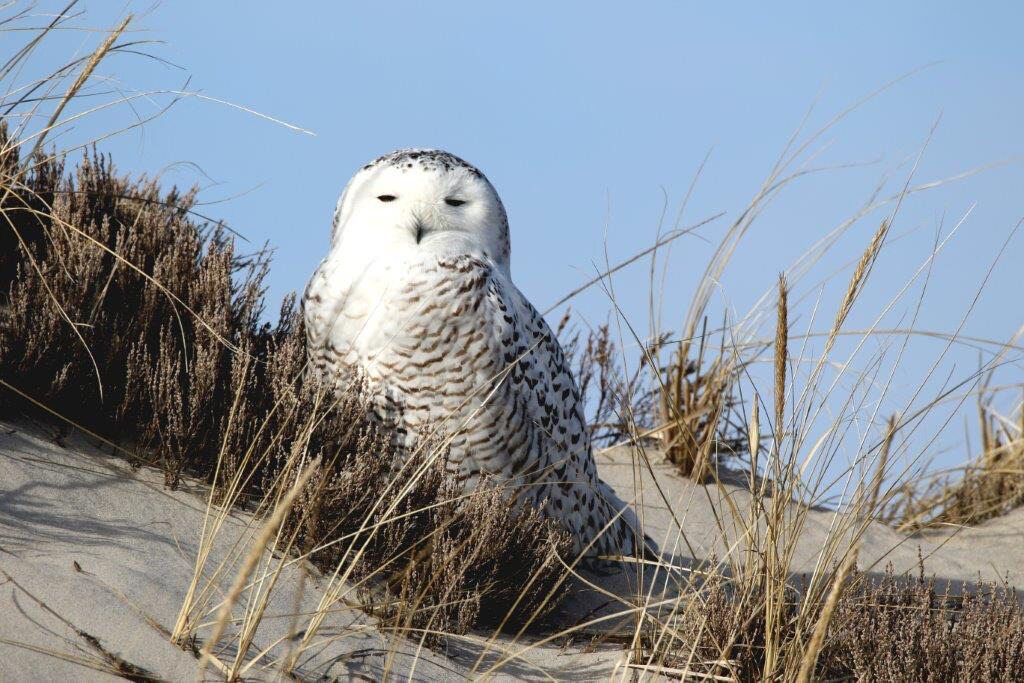 CraneOutdoors: Snowy Owl Prowl