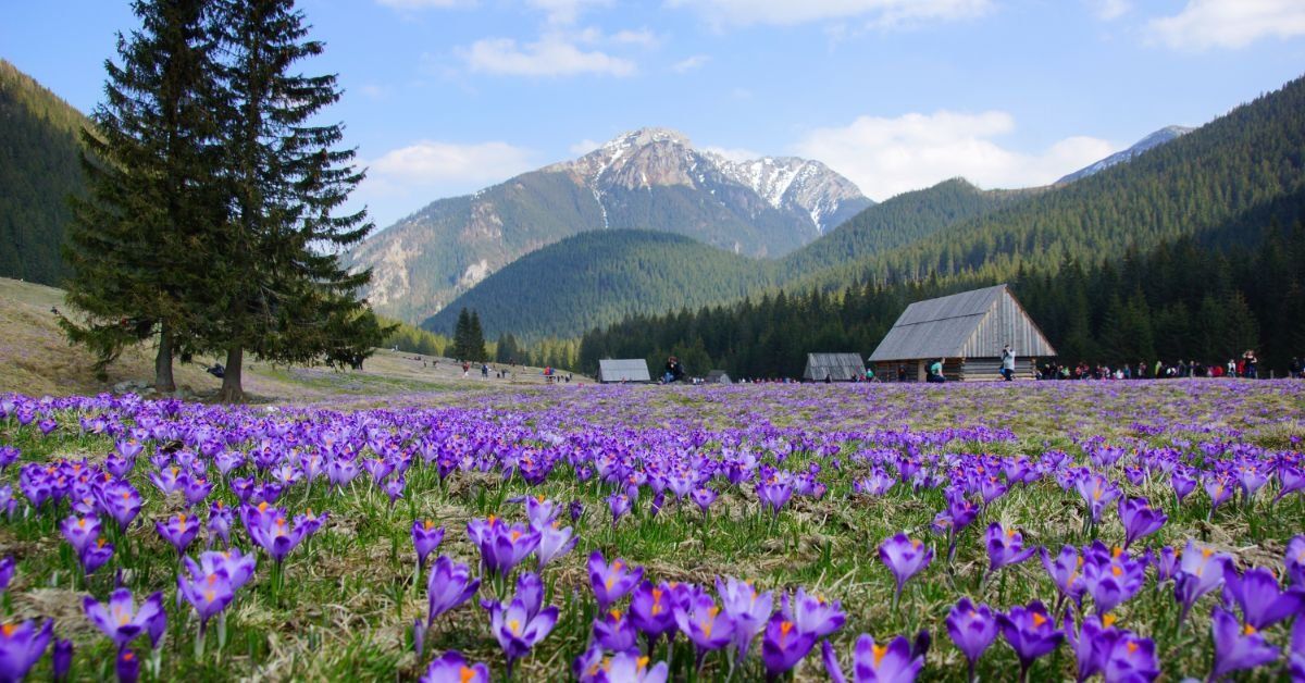 Krokusy w Tatrach: Dolina Chocho\u0142owska, Rusinowa Polana, G\u0119sia Szyja