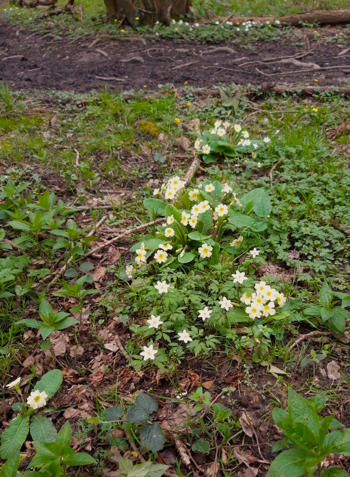 Guerrilla Planting