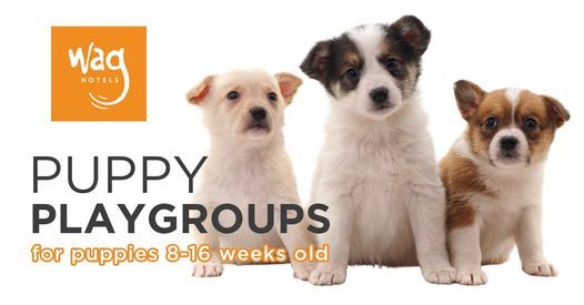 Puppy Playgroups at Wag Hotels