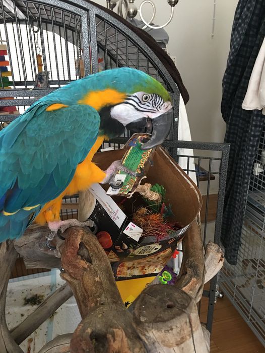 Parrot Behavior and Foraging and Enrichment