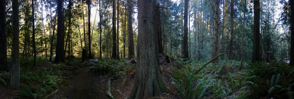 December Senior Stroll