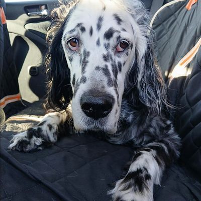 Society for Dogs with Anxiety