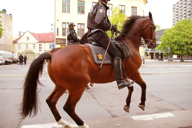 Bli med og m\u00f8t politihestene p\u00e5 Akershus festning!