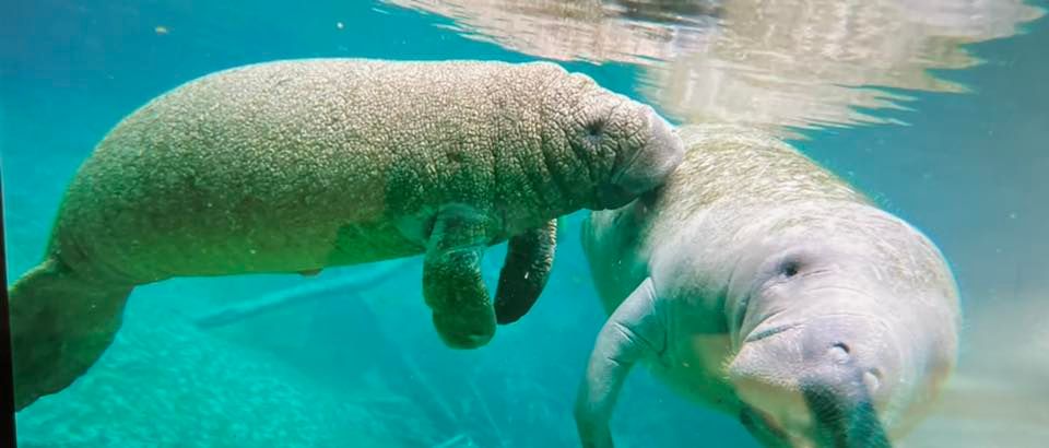 Annual Manatee & Springs Adventure with BoN