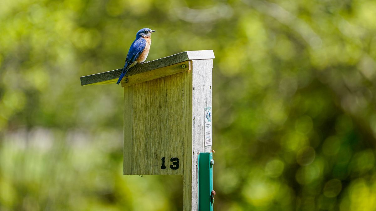 Class: Bluebirds and the Arboretum Trail