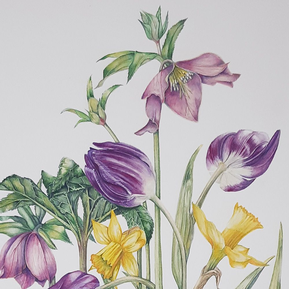 Introduction to Botanical Painting with Elisabeth Bramwell