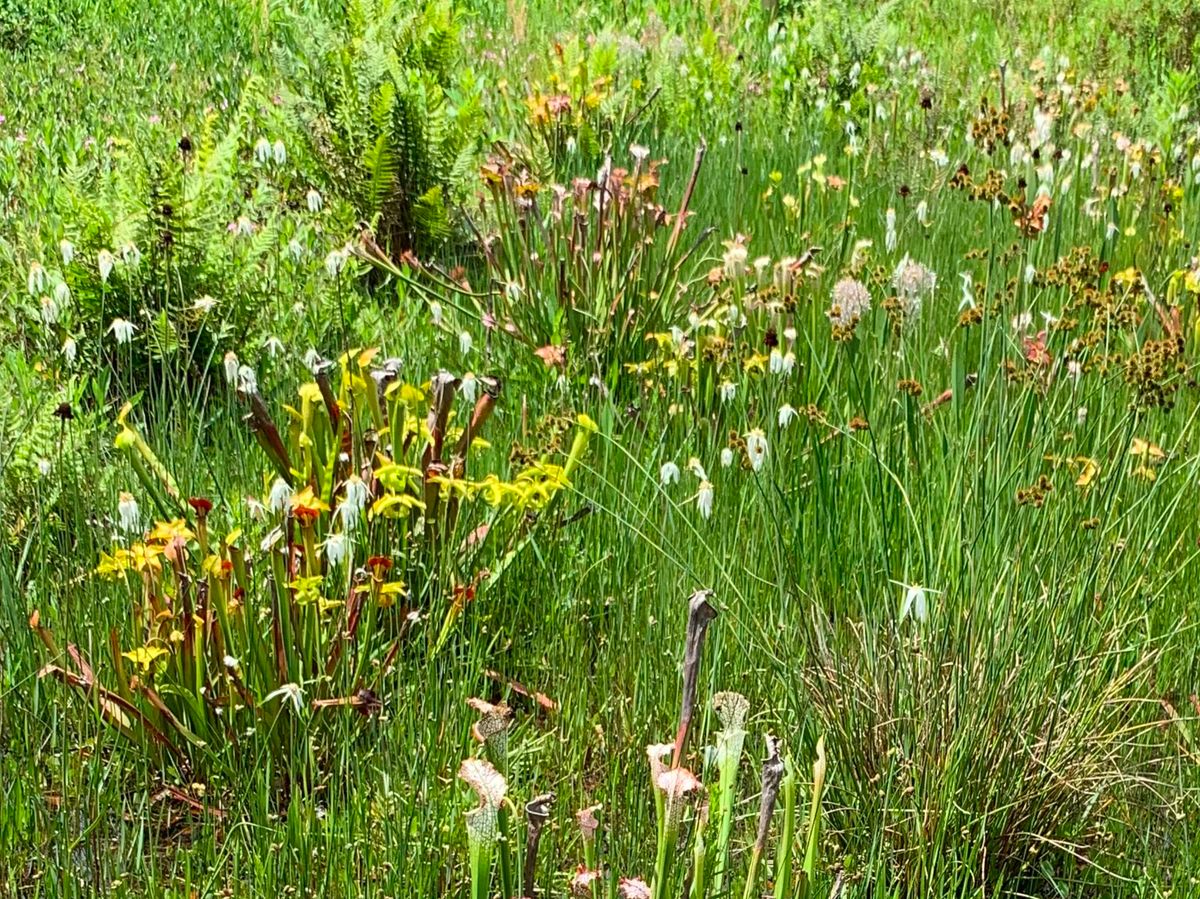 Florida\u2019s Intriguing Carnivorous Plants 