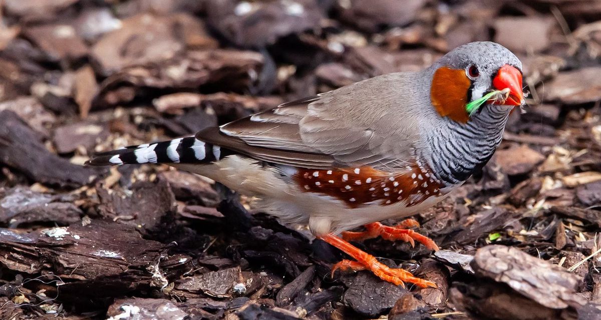 How Birds Learn Their Wonderfugl Song