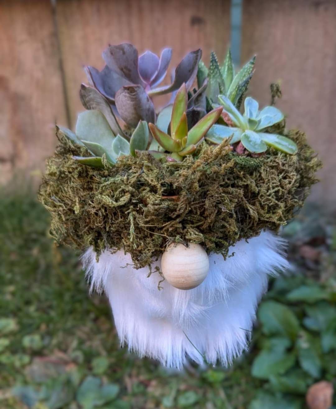 Gnome Garden with Stephs Sprouts