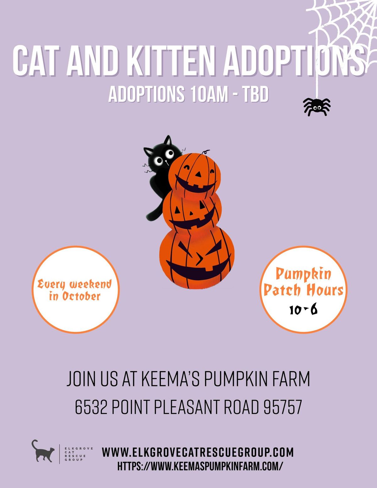 Elk Grove Cat Rescue Group Adoption Event